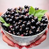 国華園　果樹苗 カシス(カラント) ボスコープジャイアント 1株【※発送が国華園からの場合のみ正規品です】