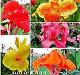 flower Seeds Potted seed Canna Lily Seeds - PRETORIA - Variegated Foliage - Exotic Blooms Shipping 2