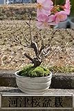 河津桜盆栽　早咲きのサクラ盆栽