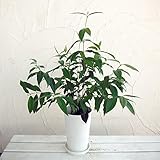 レモンマートル[バックホウシア]直径15cm鉢・受け皿付き[レモンの香りがさわやか ハーブティーに] ノーブランド品