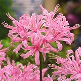 国華園　夏植え球根 ネリネ (ダイヤモンドリリー) 桃花 3球【※発送が国華園からの場合のみ正規品です】