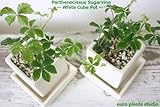 Parthenocissus Sugarvine / White Cube Mini 2set / シッサス・シュガーバイン / ホワイトキューブミニ・お得な２セット / インテリア観葉植物 / 鉢植