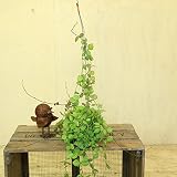 観葉植物：ディスキディア ウォーターメロン*スイカのタネ　吊り鉢