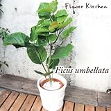 ウンベラータ　の鉢植え 7号鉢　＋IKEA の カラーサ　KALASA 鉢カバー付き