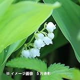 山野草:日本スズラン 素掘り苗5株【紫桜館山の花屋】