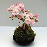 苔玉：ミニ桜[サクラ・サトザクラ系]　旭山[アサヒヤマ]（皿付き） ノーブランド品