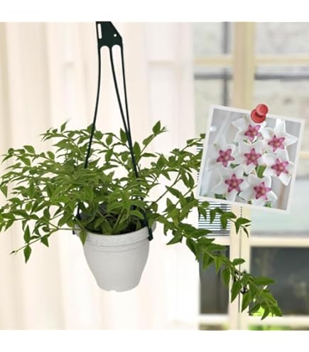 Amazon｜ホヤ AH-022 3.5号 鷲尾園芸 Hoya 'Jennifer' Seed AH 022