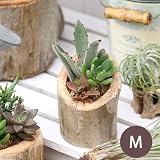 (観葉)私のオアシス ～多肉寄せ植え 流木ポット Medium～(1個) 本州・四国限定[生体]