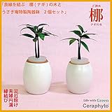 「良縁を結ぶ梛(ナギ)の木」と　陶房「うさぎ庵」特製陶器鉢　2個セット　【土なし　清潔　水やり簡単　セラハイト】　　梛の木は、「NHK大河ドラマ　女城主　直虎」で「愛しいものの無事を祈る木」「災いを避
