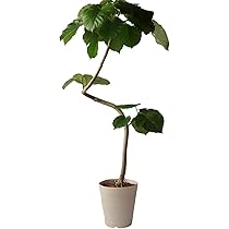 Amazon｜フィカス ウンベラータ 曲がり 螺旋 仕立て ゴムの木 お祝い