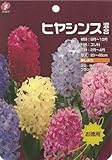 お徳用ヒヤシンス5色混合　5球入り球根