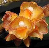 Dendrobium alterum - orchids - 100 seeds