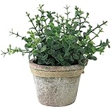 スパイス（SPICE） デコール イミテーション DECOR IMITATION OREGANO TADY6010