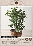 プルーン鉢植え 果樹実付き フラワーギフト 花鉢 父の日ギフト