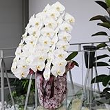 エーデルワイス 【胡蝶蘭 3本立 白4L】ホワイト サイズ 開店祝 開業祝 記念日 就任祝 退職祝 誕生日