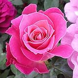 バラ苗 オードリーウィルコックス 国産大苗6号スリット鉢 四季咲き大輪 ハイブリットティ(HT) ピンク系(フライヤーローゼス)