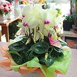 シクラメン 黄色 かご付き 珍しい色の花 お歳暮ギフトや誕生日プレゼントの贈る季節の鉢花