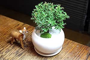 Amazon Co Jp まんまる白鉢と姫ヒイラギ ちょっと盆栽 ギフトプレゼントに Diy 工具 ガーデン