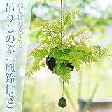 納涼:吊りしのぶ(風鈴付)*