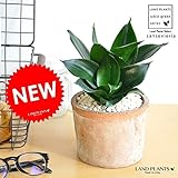 LAND PLANTS 【観葉植物】 空気清浄の木 サンスベリア ピュアグリーン （モスポット鉢）