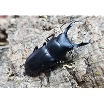 51qDHpYDNRL._AC_UL210_SR210,