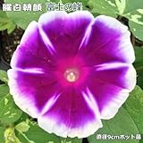 朝顔 苗 曜白朝顔 富士の峰 9cmポット苗