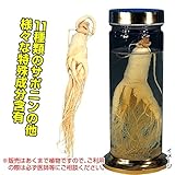 国華園　有用植物苗　朝鮮人参　4ポット【※発送が国華園からの場合のみ正規品です】