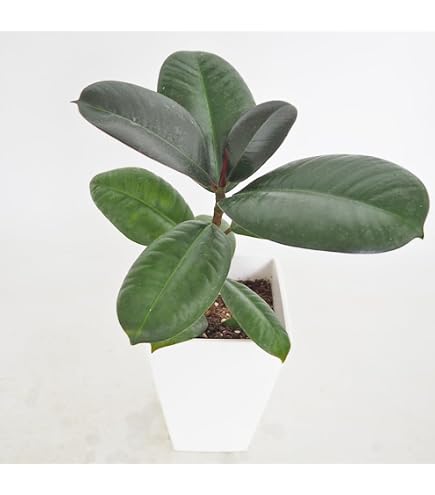 Amazon｜希少 斑入り フランスゴムの木 ルビキノーサ 観葉植物 3.5寸
