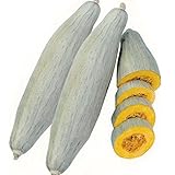 【メール便配送】　国華園　野菜たね　カボチャ　飛騨かぼちゃ　1袋(8粒)【※発送が国華園からの場合のみ正規品です】