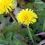 (山野草)セイヨウタンポポ(西洋蒲公英) 3号(1ポット) 本州・四国限定[生体]