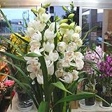 シンビジューム鉢植え 【白：ホワイト】　お祝い・誕生日・お礼などに贈る花ギフトに蘭の鉢花