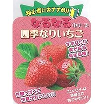 SALE！苺ちゃんとリーフ ssnet_kyofuku-4535885-025054