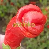 50pcs/lot Rare Plant Peter Pepper Seeds Pornographic Pepper Seeds Bonsai Seeds Red Hot Chili Peppers