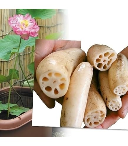 Amazon.co.jp: 徳島レンコンの苗 ロータスレンコン苗 根付苗 15本