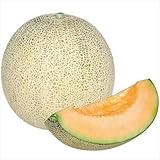 【メール便配送】　国華園　野菜たね　メロン　F1赤肉ネットメロン　1袋(1ml)【※発送が国華園からの場合のみ正規品です】