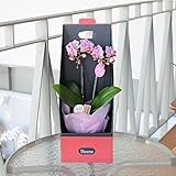 母の日 胡蝶蘭 おまかせマイクロ胡蝶蘭 ミディ マイクロ ピンク ミニ