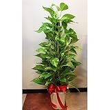 自宅のインテリアにオススメ  ポトス　簡易鉢 リボン付 高さ約90ｃｍ 観葉植物