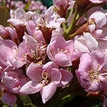 ご確認用　・　シャリンバイ シャリンバイ20本