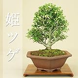 いよじ園 11本限定 姫ツゲ 小品盆栽 （希少）