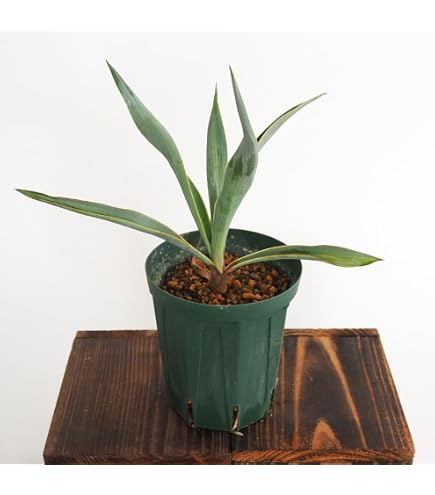 Amazon｜ユッカ トンプソニアーナ 02｜観葉植物 オンライン通販