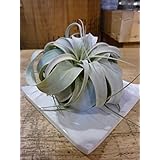 Amazon エアープランツ キセログラフィカ 約cm 1株 エアプランツ チランジア 土不要の観葉植物 インテリア 植物 室内 観葉植物 オンライン通販