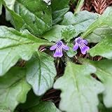 (山野草)キランソウ(紫藍草) 3号(1ポット) 本州・四国限定[生体]