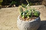 多肉植物 寄せ植えキット クレーター