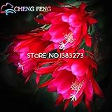 2016 50pcsの中国のレアゲッカビジン種子ナイトブルーミングセレウス盆栽フラワーガーデンデコレーション工場