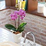 胡蝶蘭 ギフト 3号鉢 2本立 ／ラッピング＆メッセージ無料花のプレゼント 生花 鉢植え 開店祝いに 母の日 父の日 敬老の日 おじいちゃん おばあちゃん (ピンク02)