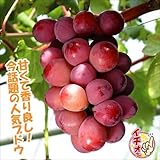 国華園　果樹苗　ブドウ　クイーンニーナPウイルスフリー苗　3株【※発送が国華園からの場合のみ正規品です】