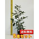 【ノーブランド品】サカキ樹高0.7m前後15cmポット【5本セット】