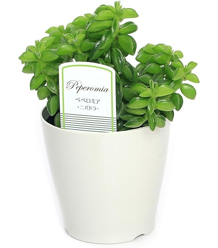 Amazon｜観葉植物 cot ペペロミア カペラータ 銀河 3.5号鉢 観葉植物