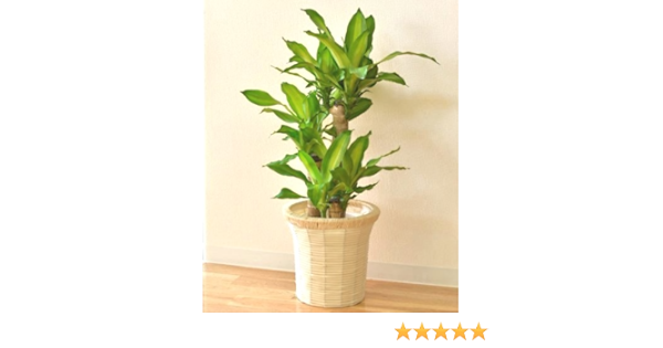 Amazon 幸福の木 ドラセナ マッサン 7号鉢 インテリアバスケット 観葉植物 インテリア グリーン 観葉植物 オンライン通販