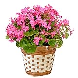 フラワーマーケット花由 敬老の日ギフト ベゴニア「ラブミー」 大きな5号 鉢植え　バスケット付